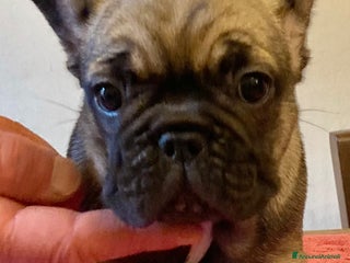 Bulldog Francese cani Bulldog francese pedigree ENCI - Annuncio 4
