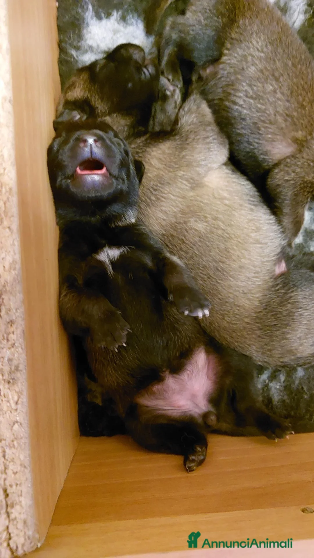 Pastore Belga cani in vendita: Cuccioli pastore belga malinois - Annuncio 2