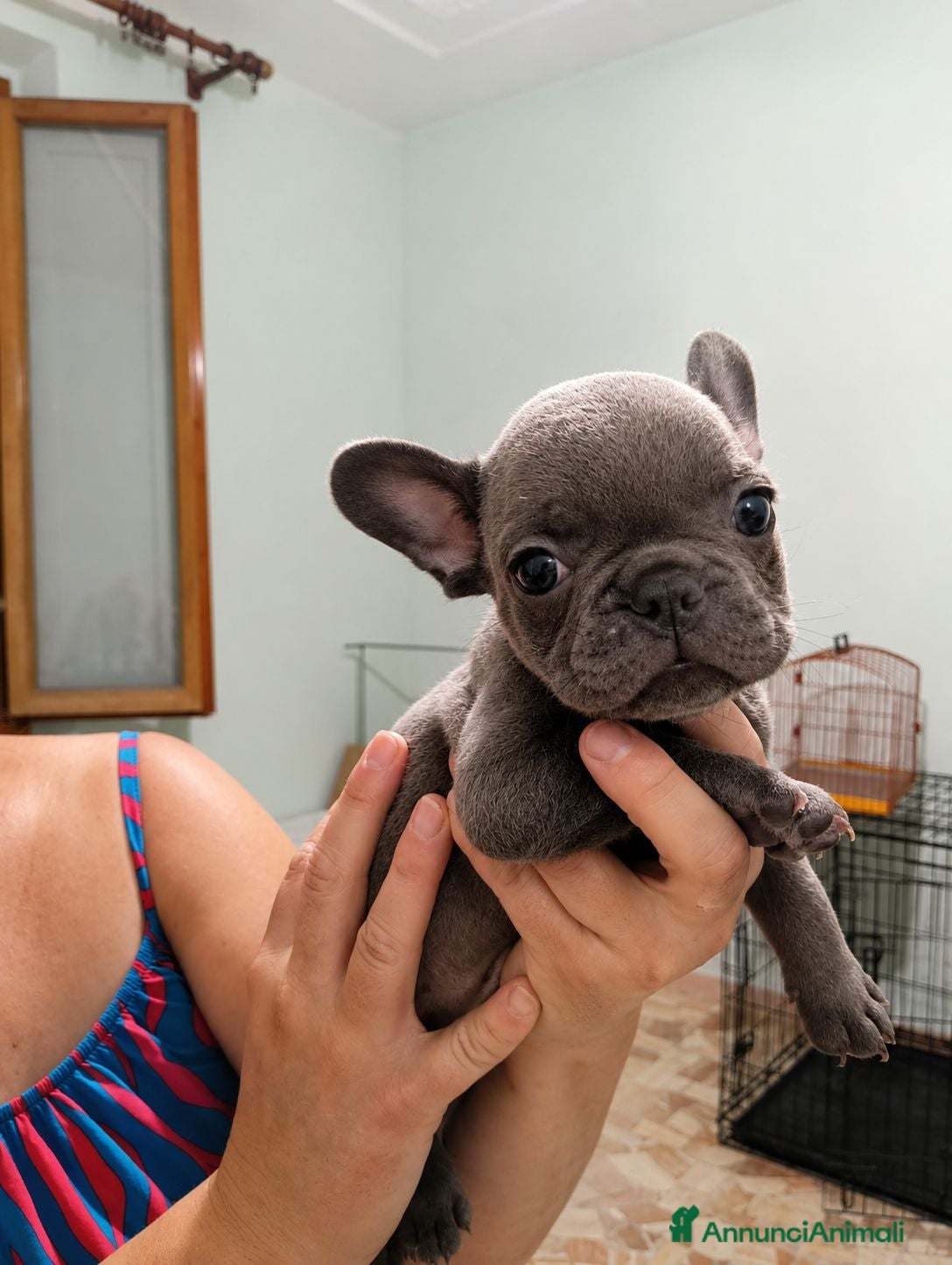 Bulldog Francese cani Bulldog francese esotico  - Annuncio 2