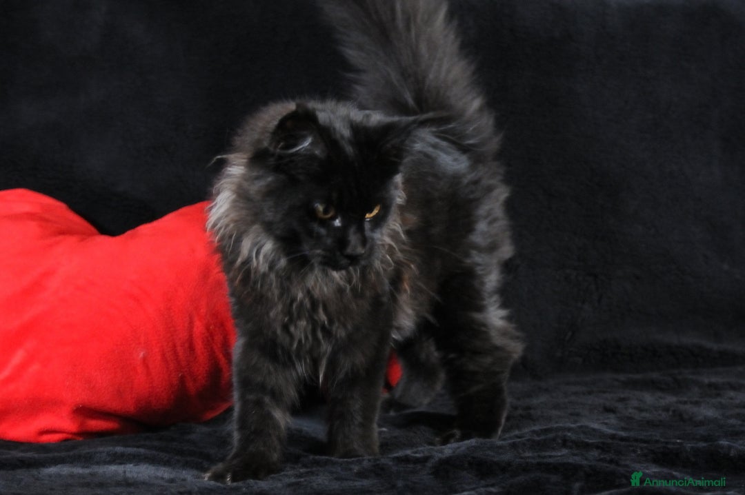 Maine Coon gatti in vendita: Cucciola Black Smoke - Pedigree ANFI - Annuncio 2
