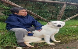 Meticcio cani in regalo: Ellen, un cane pronto a splendere a Città Metropolitana di Bari - Immagine 12