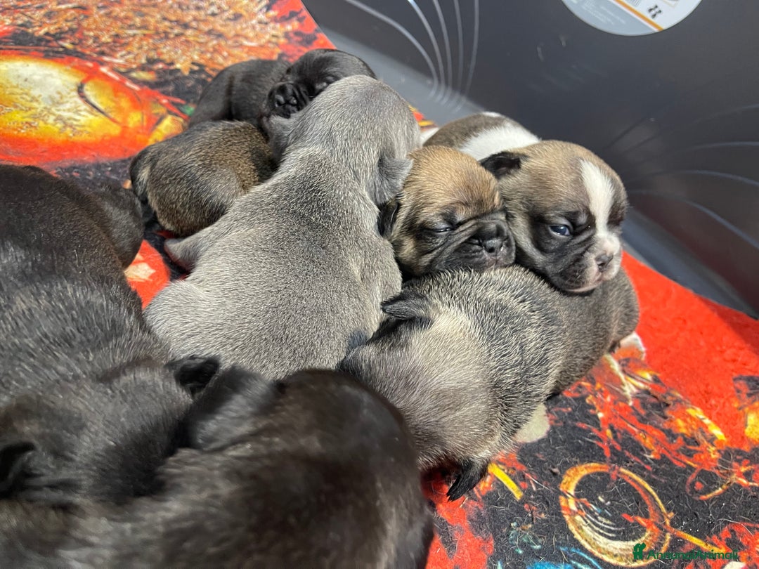 Bulldog Francese cani in vendita: Bulldog francese  - Immagine 4