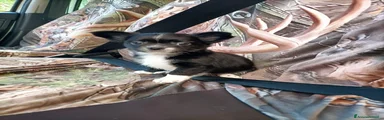 Chihuahua 2