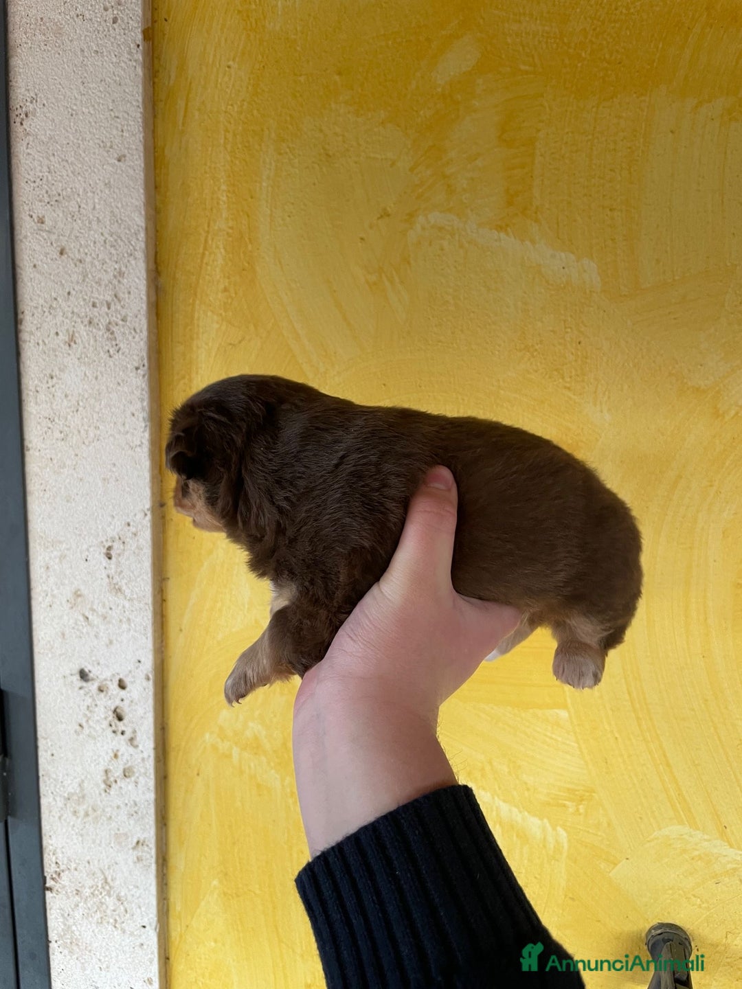 Volpino Italiano cani in regalo: Cuccioli di meticcio (simil volpino italiano) - Annuncio 8