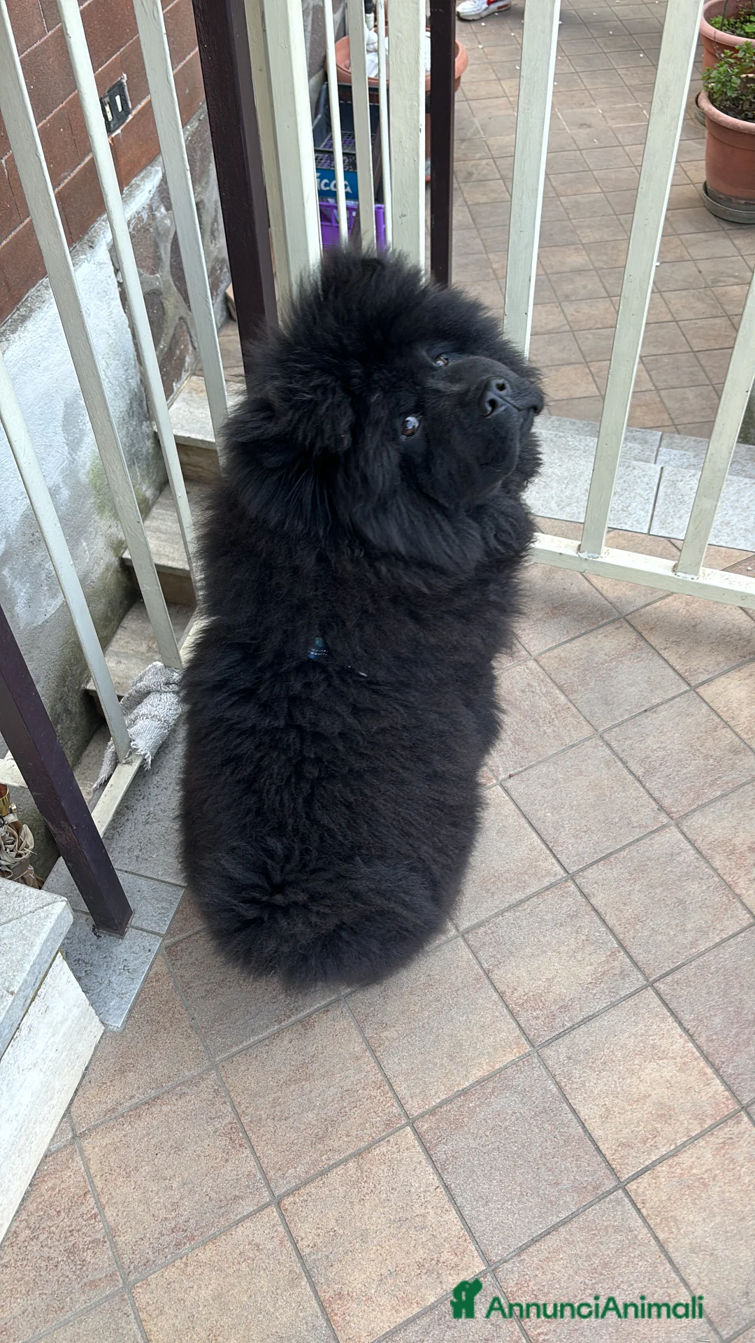 Chow Chow cani per accoppiamento: Chow chow maschio per monta  - Annuncio 6