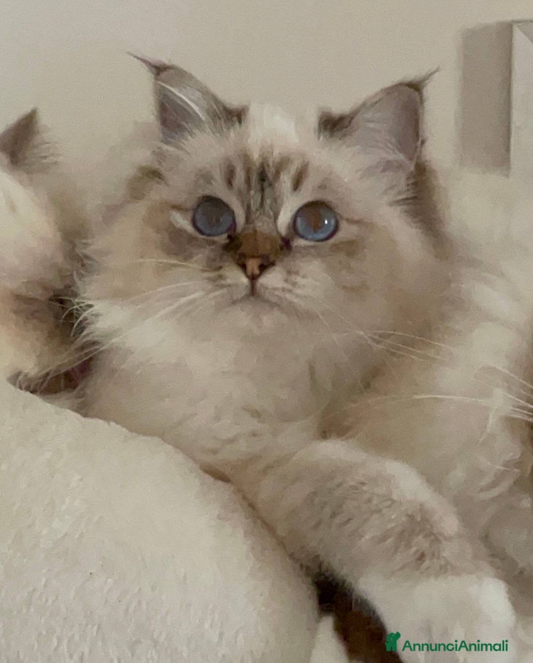 Immagine della galleria {{count}}