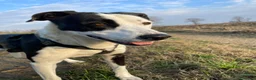 Meticcio cani in regalo: Tequila: taglia grande, cerca adozione o stallo  - Annuncio 9