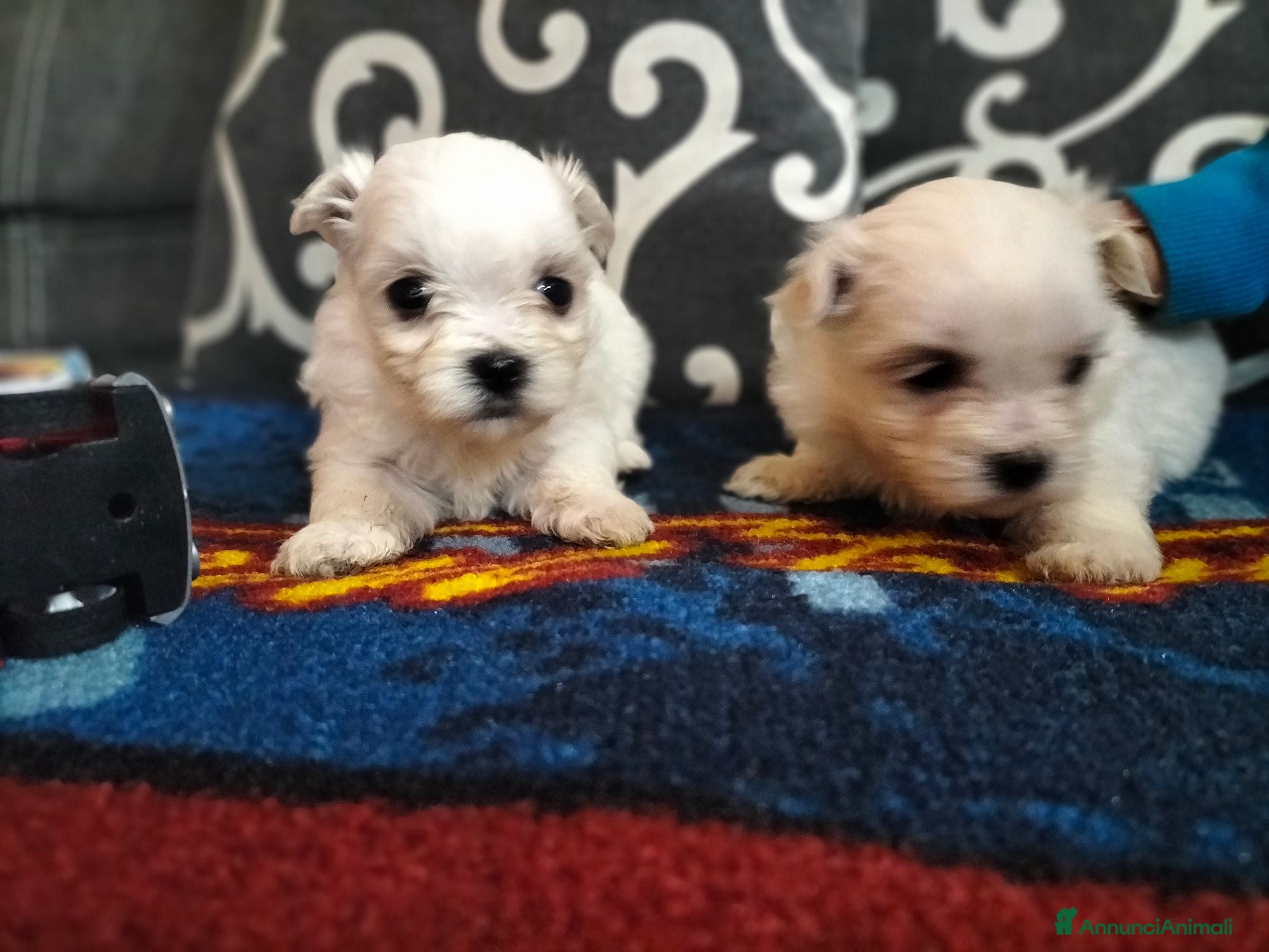 Maltese cani Cuccioli di maltese - Annuncio 1