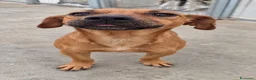 Meticcio cani in regalo: Pippo e Tara taglie piccole cercano casa - Annuncio 8