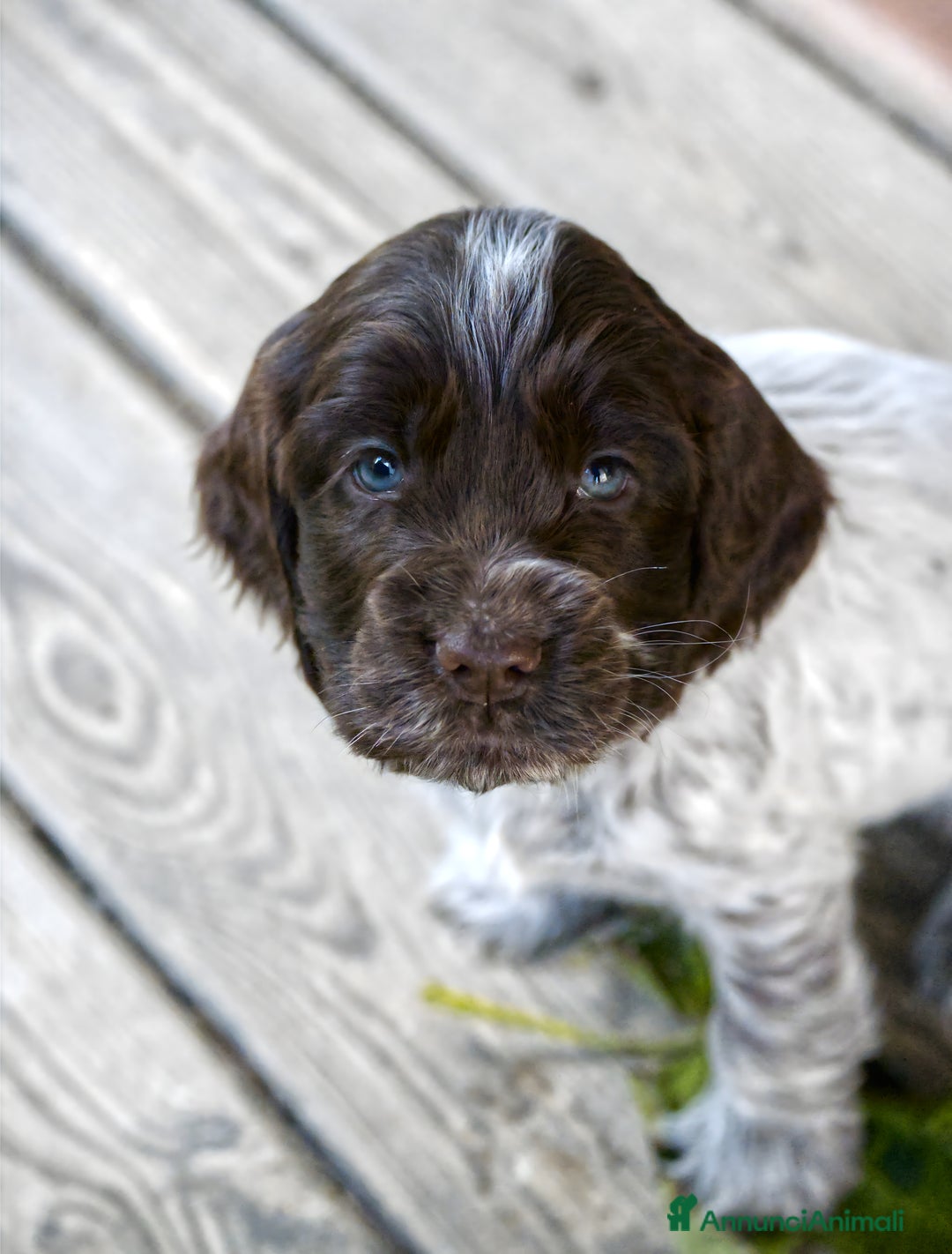 Cocker cani in vendita: Cocker Spaniel Inglesi - Cioccolato Roano  - Annuncio 6