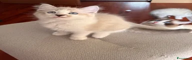 Ragdoll 1