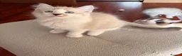 Ragdoll gatti in vendita: Cuccioli Ragdoll Udine - Annuncio 6