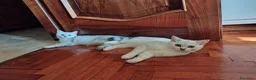 British gatti in vendita: 2 maschietti Silver Tabby  - Annuncio 4