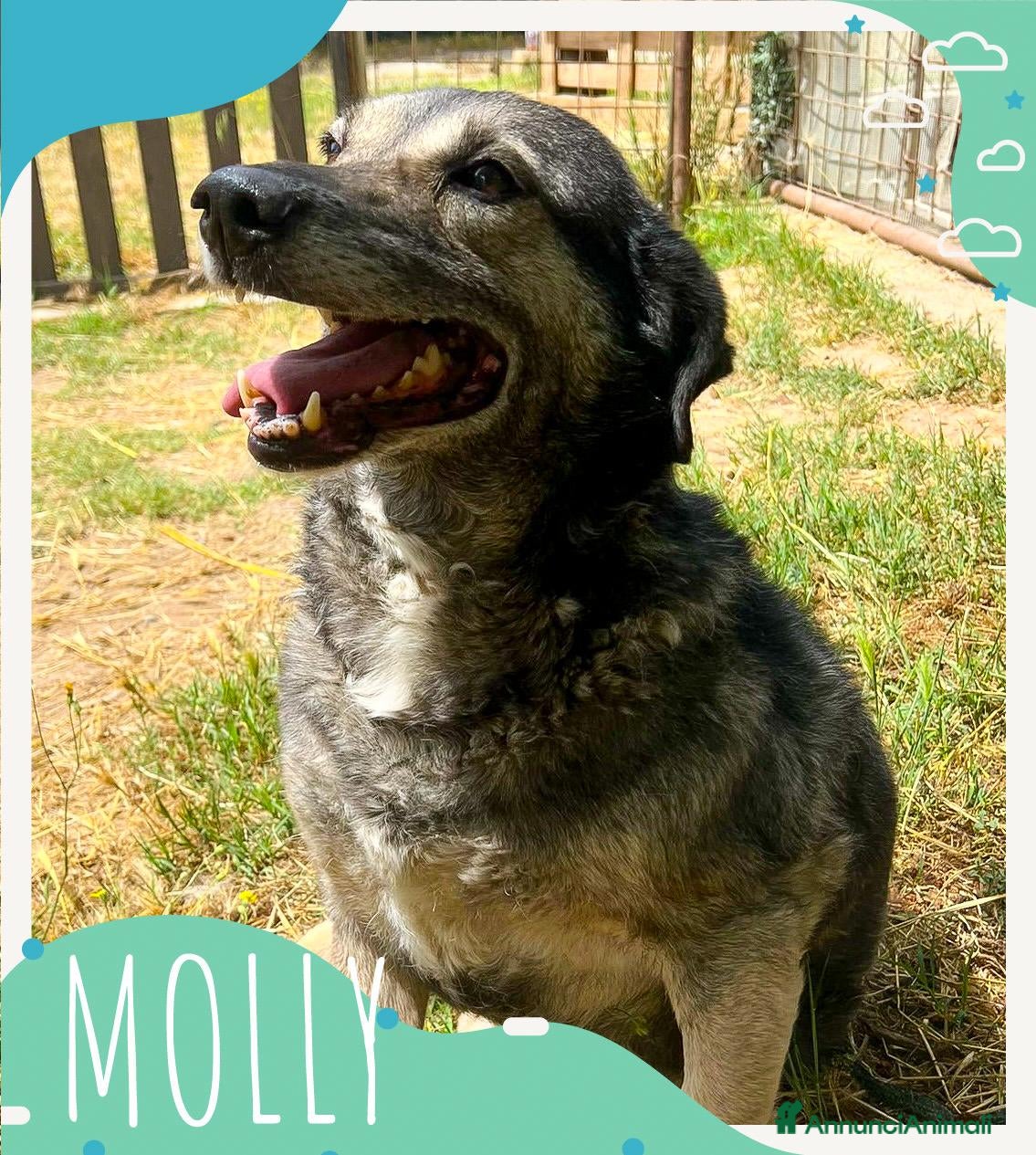 Meticcio cani MOLLY 🩷 - adozione del cuore per questa mamma 🐾 - Annuncio 9