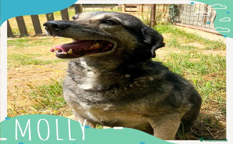 Meticcio cani MOLLY 🩷 - adozione del cuore per questa mamma 🐾 - Annuncio 20