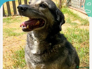 Meticcio cani MOLLY 🩷 - adozione del cuore per questa mamma 🐾 - Annuncio 9