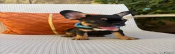 Bulldog Francese cani in vendita: Cuccioli di Bulldog Francese  a Provincia di Verona - Annuncio 6