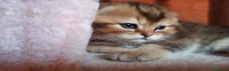 Scottish gatti in vendita: Scottish disponibili  a Provincia di Reggio Emilia - Annuncio 7