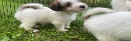 Jack Russell cani in vendita: Cucciolata jack Russell pelo ruvido pedigree - Annuncio 4