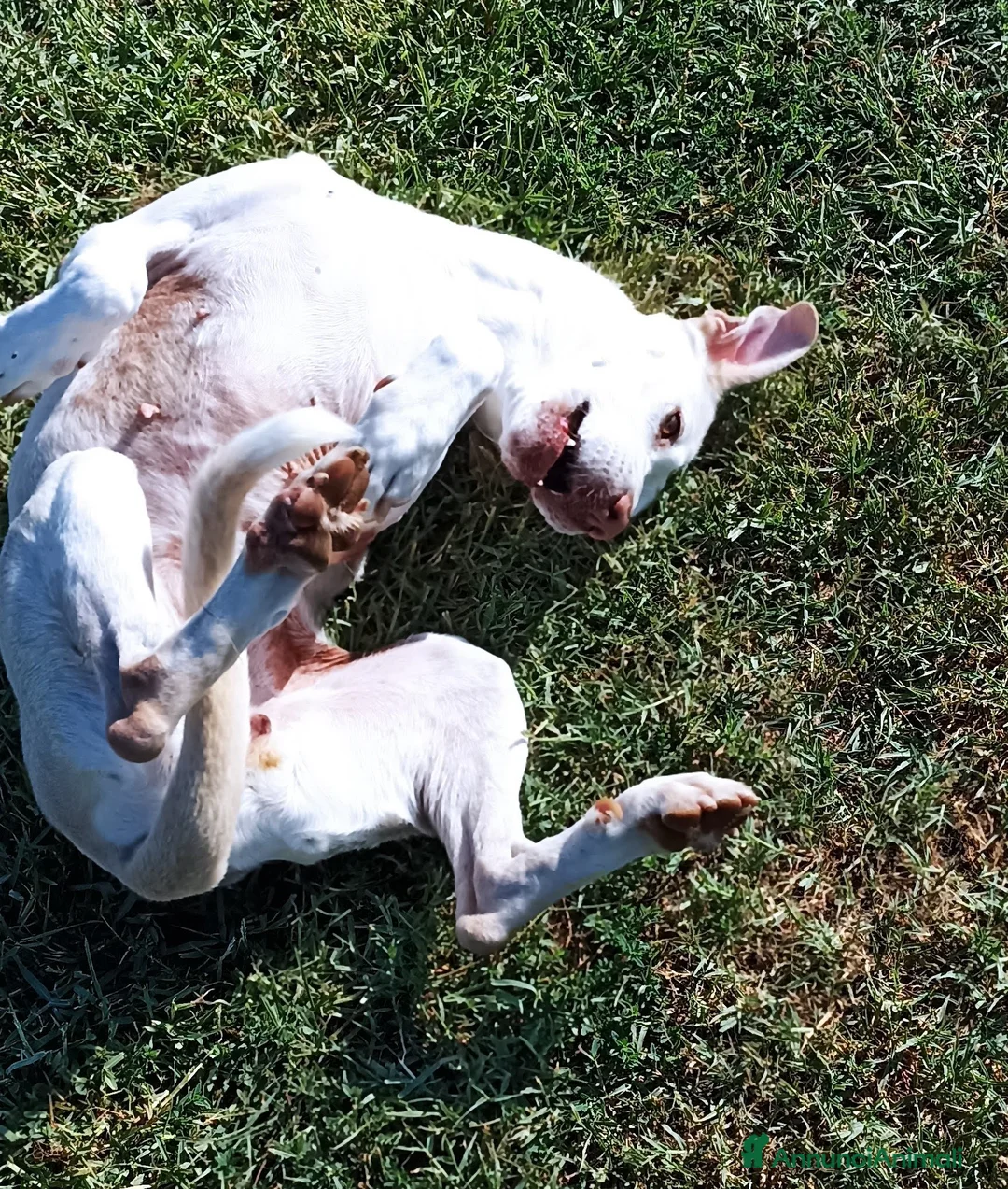 Meticcio cani in regalo: Ursula, splendida meticcia in adozione a Provincia di Latina - Annuncio 5