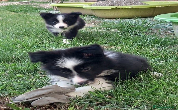 Border Collie cani a Provincia di Padova - Annuncio 2