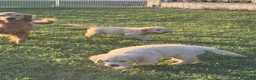 Golden Retriever cani in vendita: Golden sel. caratterialmente/morfologicamente  - Annuncio 6
