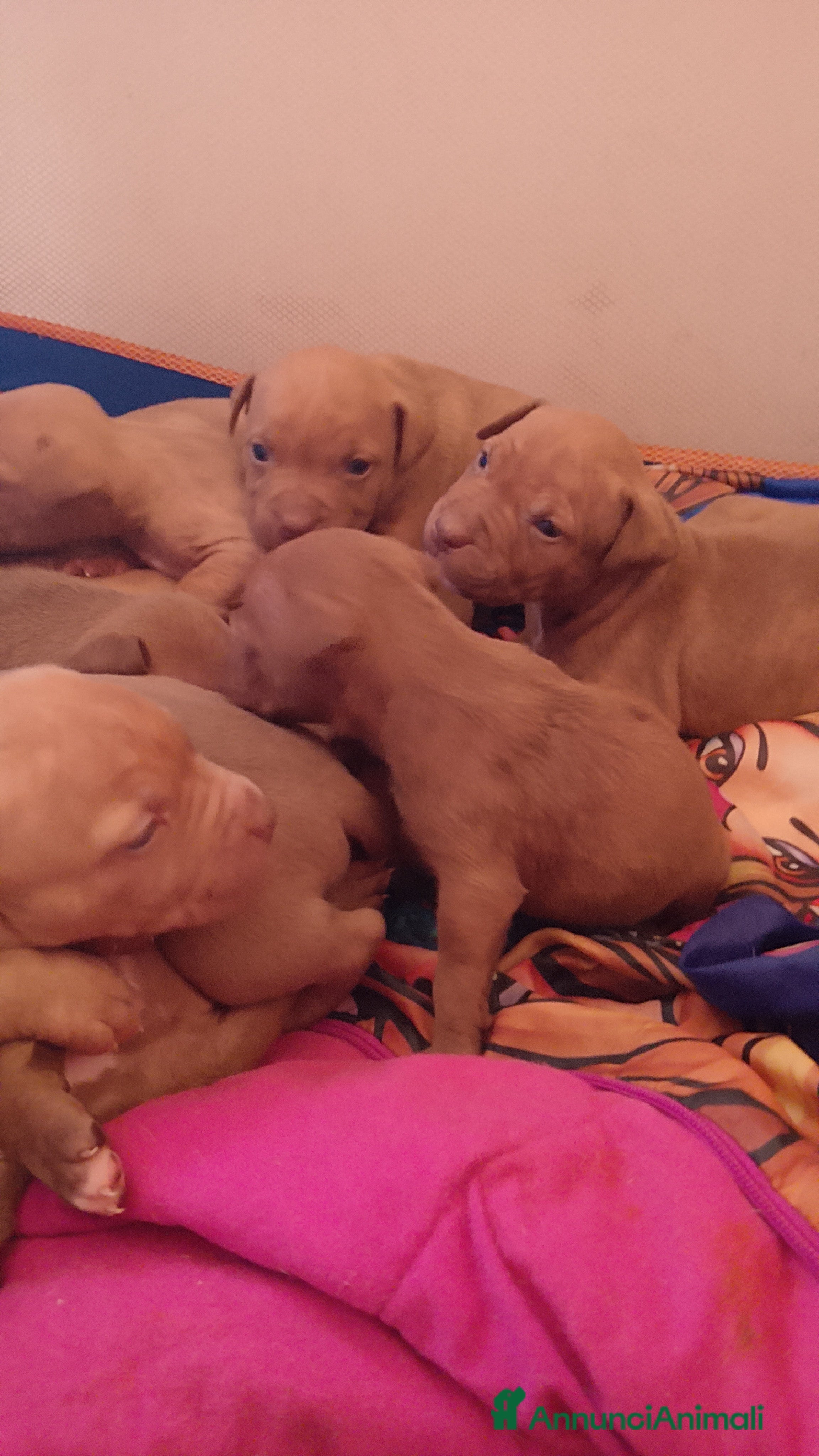 Pitbull cani Cuccioli pittbull terrier Red nose ukc - Annuncio 1