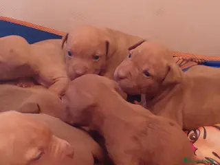 Pitbull cani Cuccioli pittbull terrier Red nose ukc - Annuncio 1