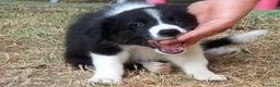 Border Collie cani in vendita: 3 cucciole Border Collie - Annuncio 8