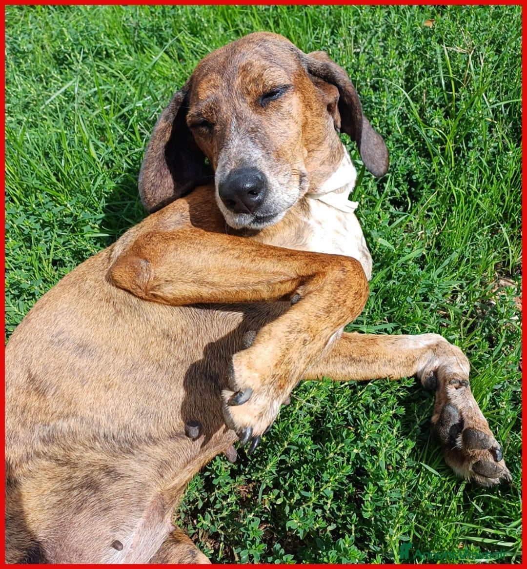 Segugio Maremmano cani in regalo: AIUTO PER SVITOL SEGUGIETTA 5 ANNI STA MEGLIO MA  a Città metropolitana di Milano - Annuncio 15