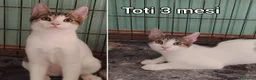 Altre razze gatti in regalo: GATTINI IN CERCA D'AMORE  a Città Metropolitana di Bologna - Annuncio 5