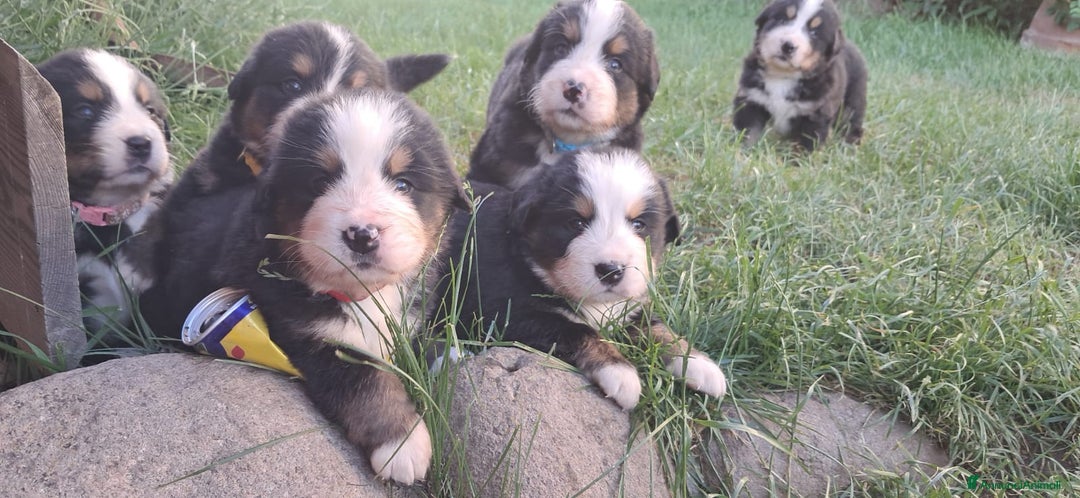 Bovaro del Bernese cani in vendita: Cuccioli bovaro del Bernese a Provincia autonoma di Trento - Immagine 3
