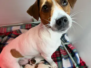 Jack Russell cani Benvenute al mondo, piccole pesti!🐾 - Annuncio 10