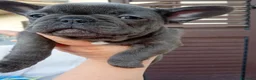 Bulldog Francese cani in vendita: Cuccioli di bulldog francese a Provincia di Perugia - Annuncio 33