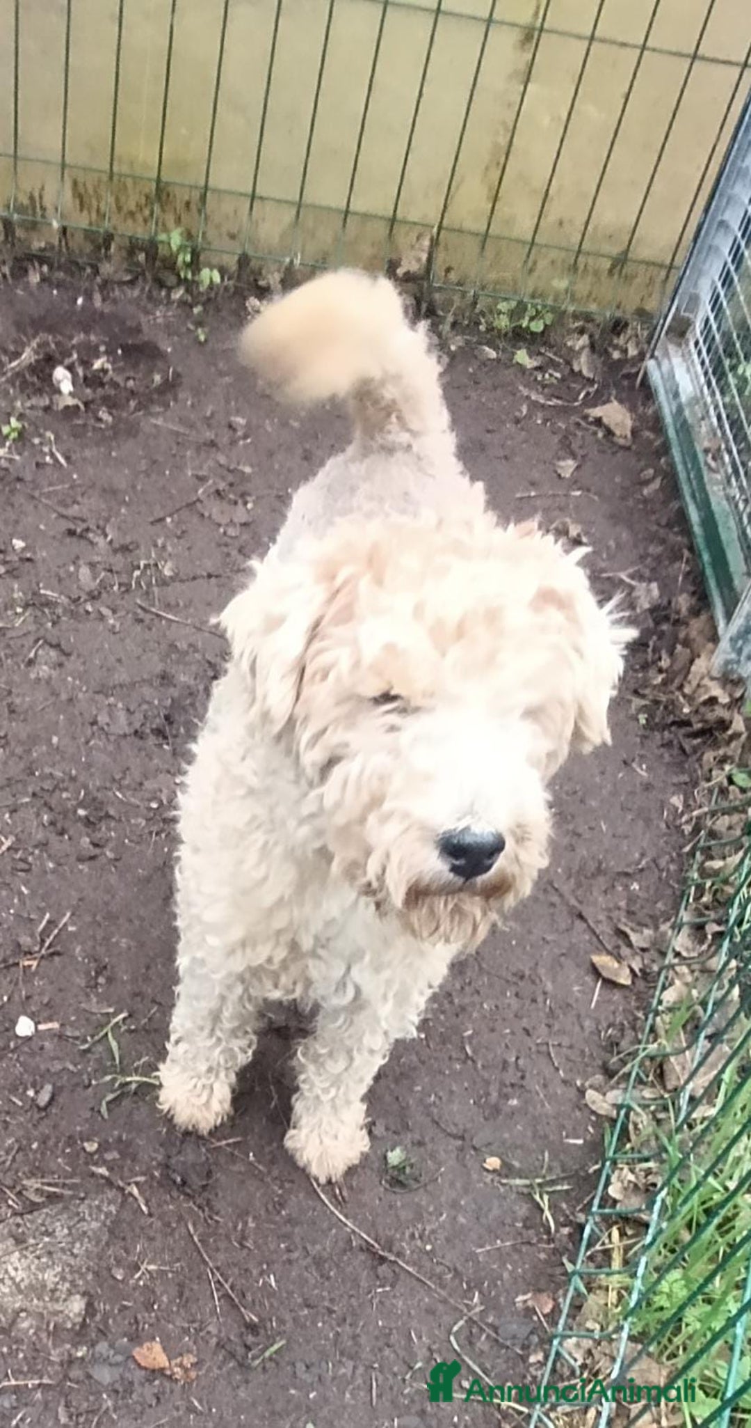 Lakeland Terrier cani in vendita: Lakeland terrier adulti a Province of Pavia - Annuncio 13