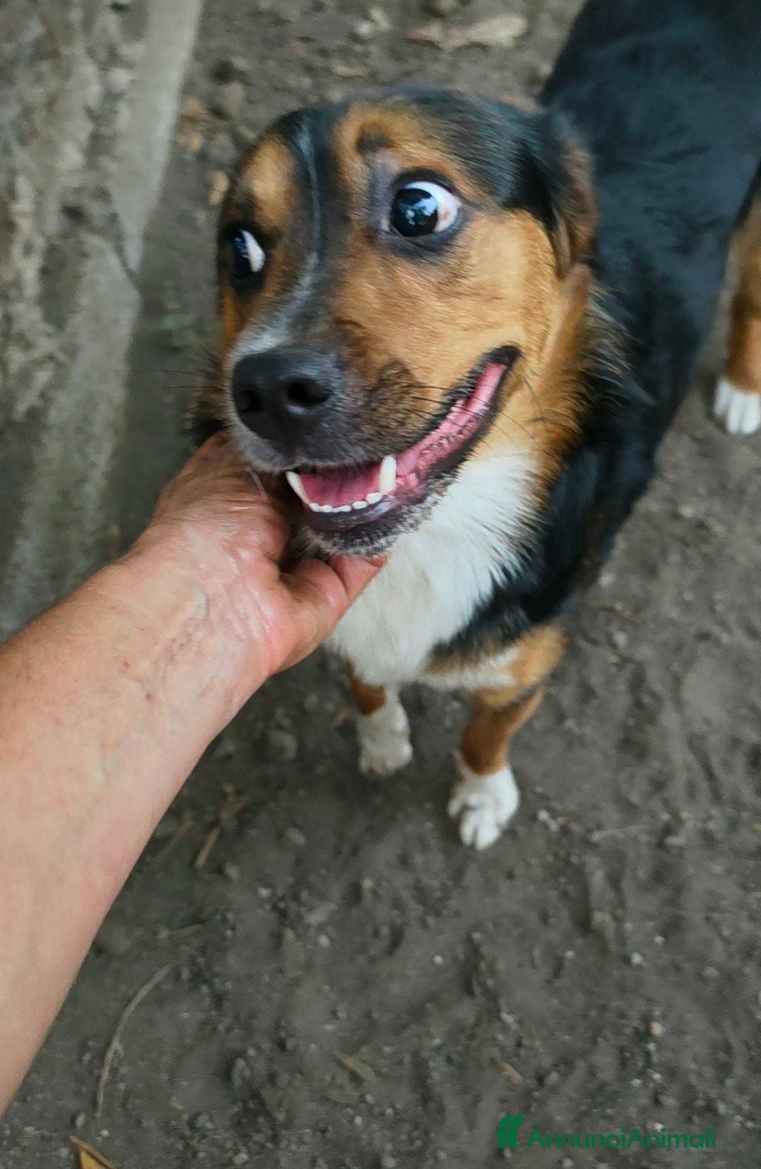 Meticcio cani jack cucciolo tenerissimo - Annuncio 16