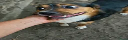 Meticcio cani in regalo: jack cucciolo tenerissimo - Annuncio 1
