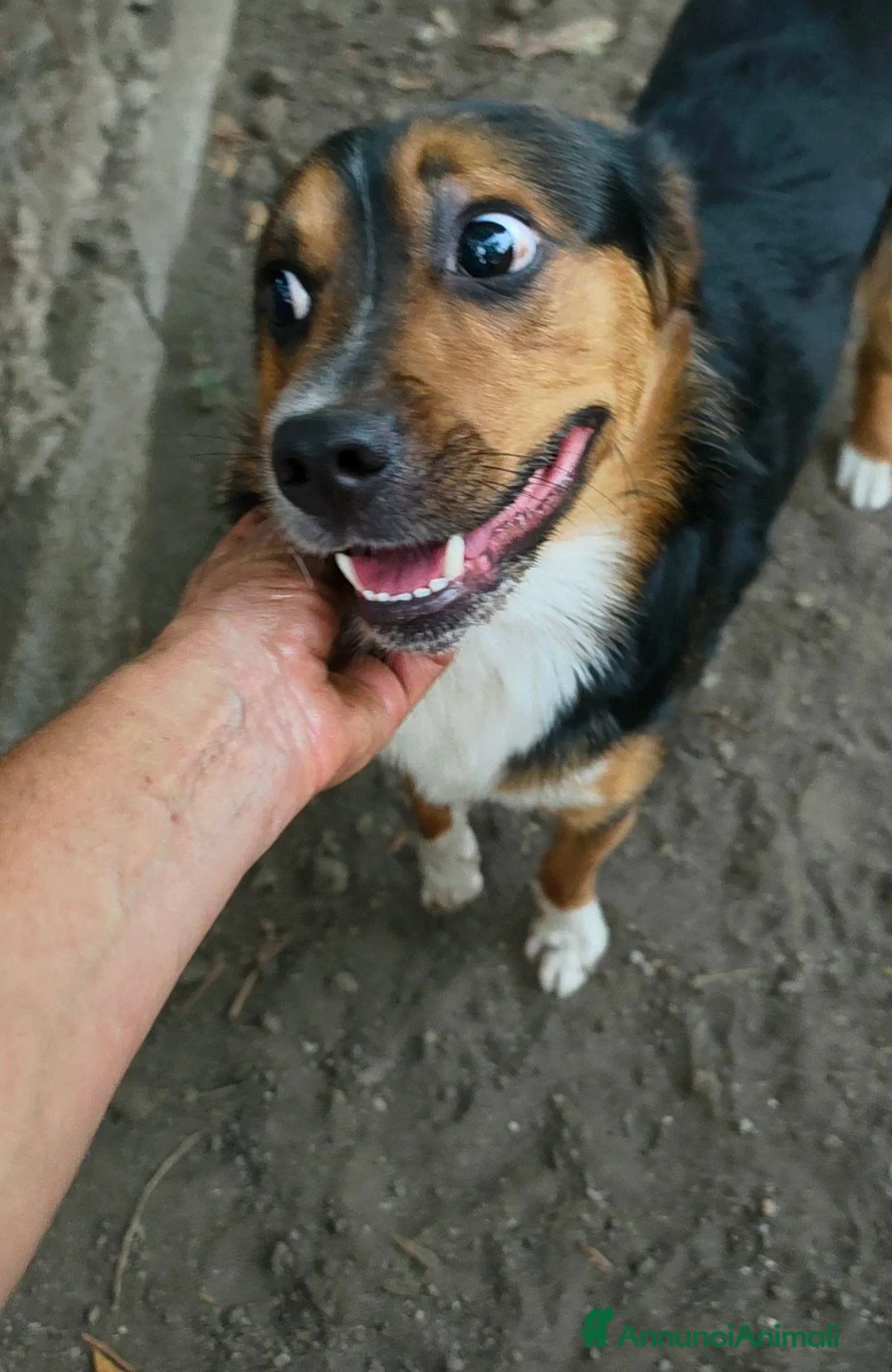 Meticcio cani in regalo: jack cucciolo tenerissimo - Annuncio 1