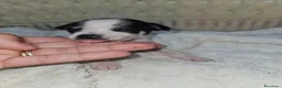 Chihuahua cani in vendita: Chihuahua toy  - Annuncio 16