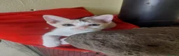 Meticcio gatti in regalo: Stella, 2 mesi: piccola ma con un caratterino! - Annuncio 1