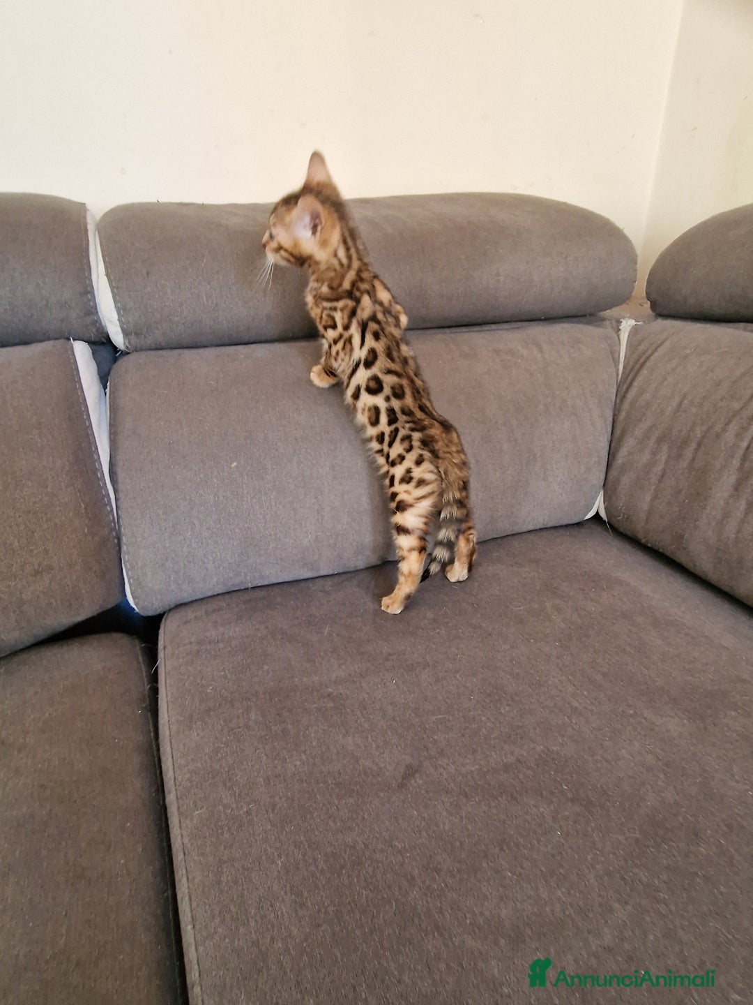 Bengala gatti in vendita: Gatto Bengala  - Annuncio 5