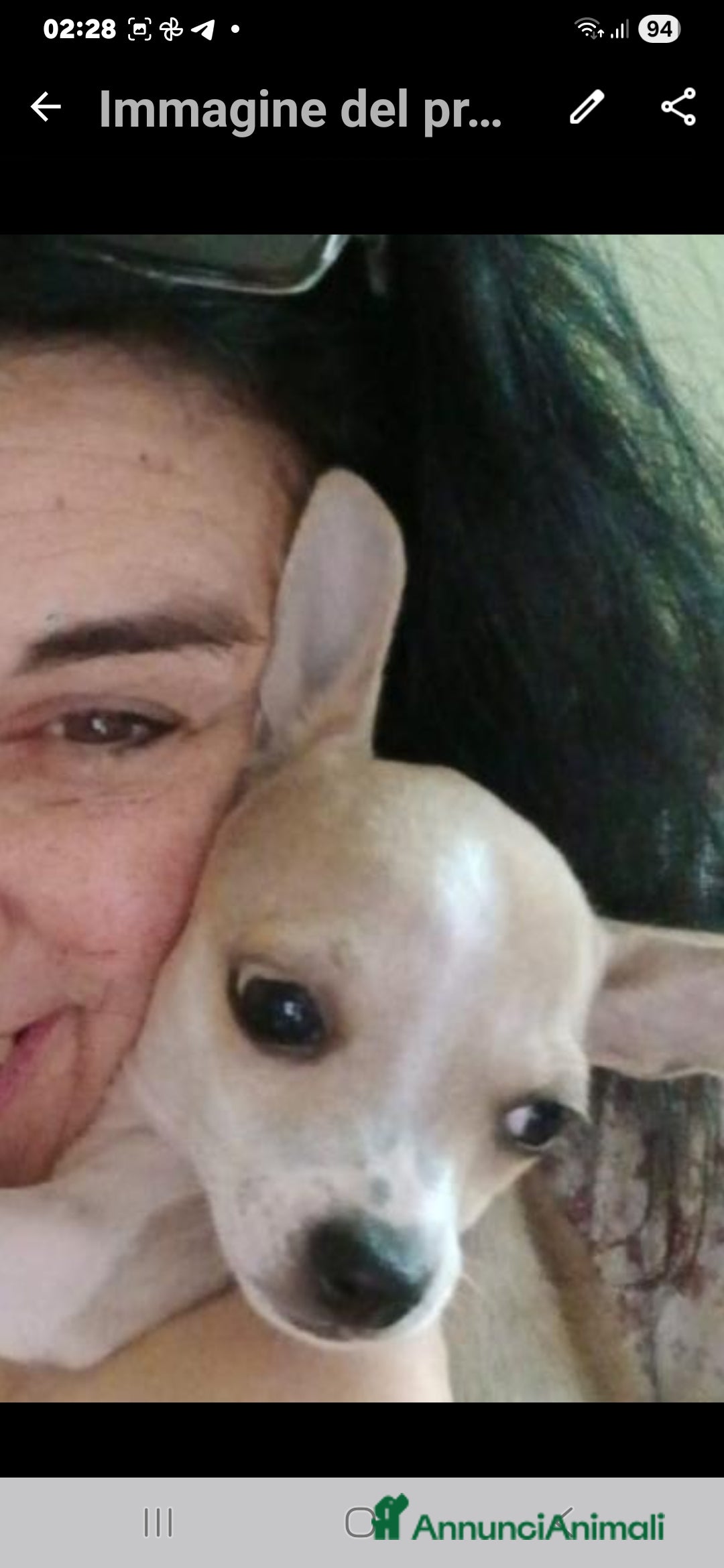 Chihuahua cani in vendita: Cuccioli chihuahua - Annuncio 40