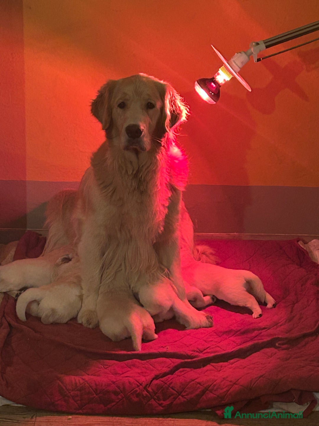 Golden Retriever cani in vendita: Cuccioli Golden Retriever - Annuncio 1