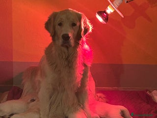 Golden Retriever cani Cuccioli Golden Retriever - Annuncio 6