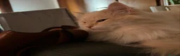 Siberiano gatti per accoppiamento: Gatto siberiano disponibile per Monta con Pedigree a Provincia di Verona - Annuncio 3