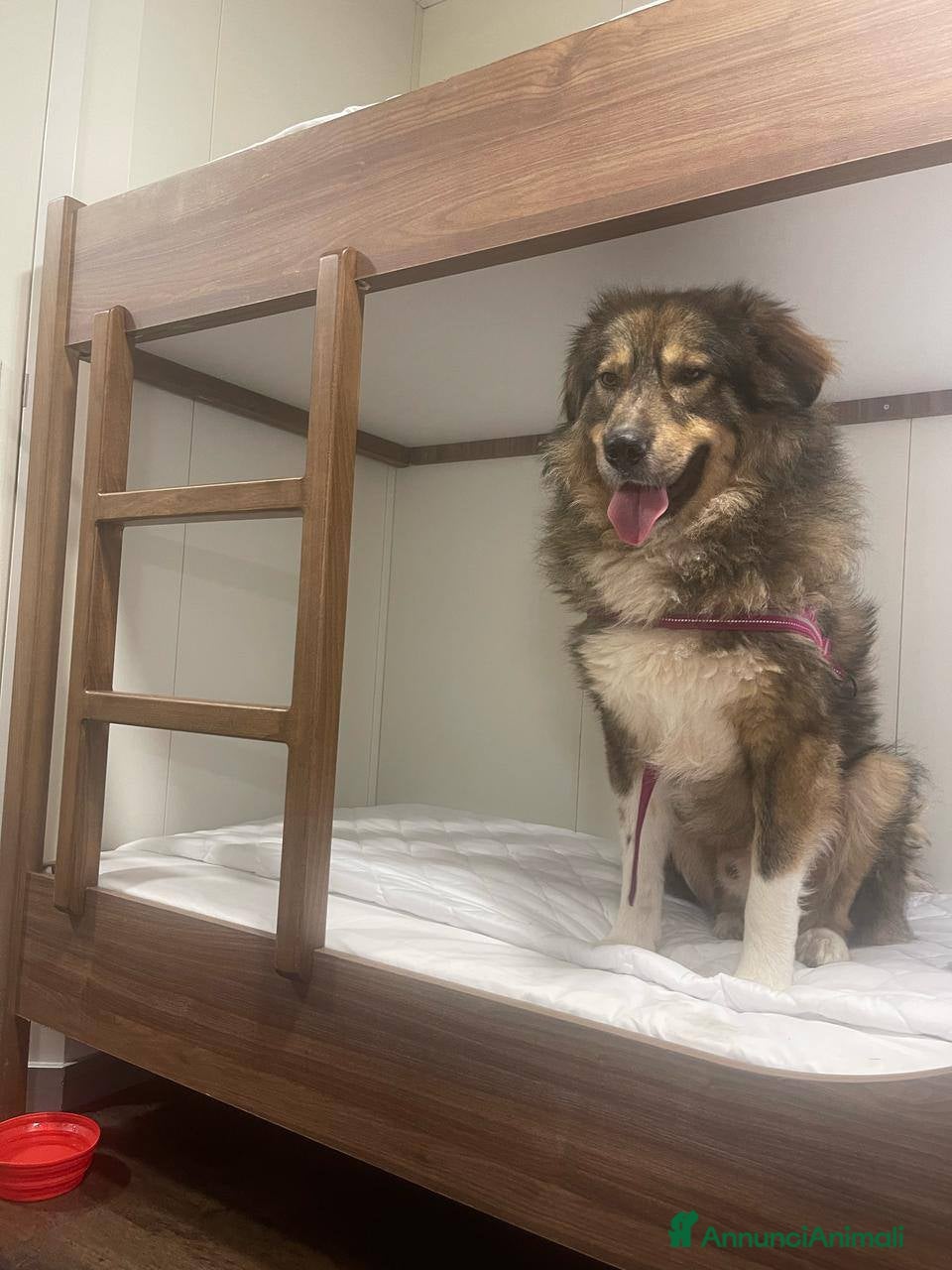 Pastore dei Carpazi cani VAX BELLISSIMO GIGANTE BUONO - Annuncio 1