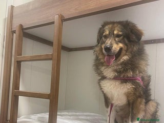 Pastore dei Carpazi cani VAX BELLISSIMO GIGANTE BUONO - Annuncio 1