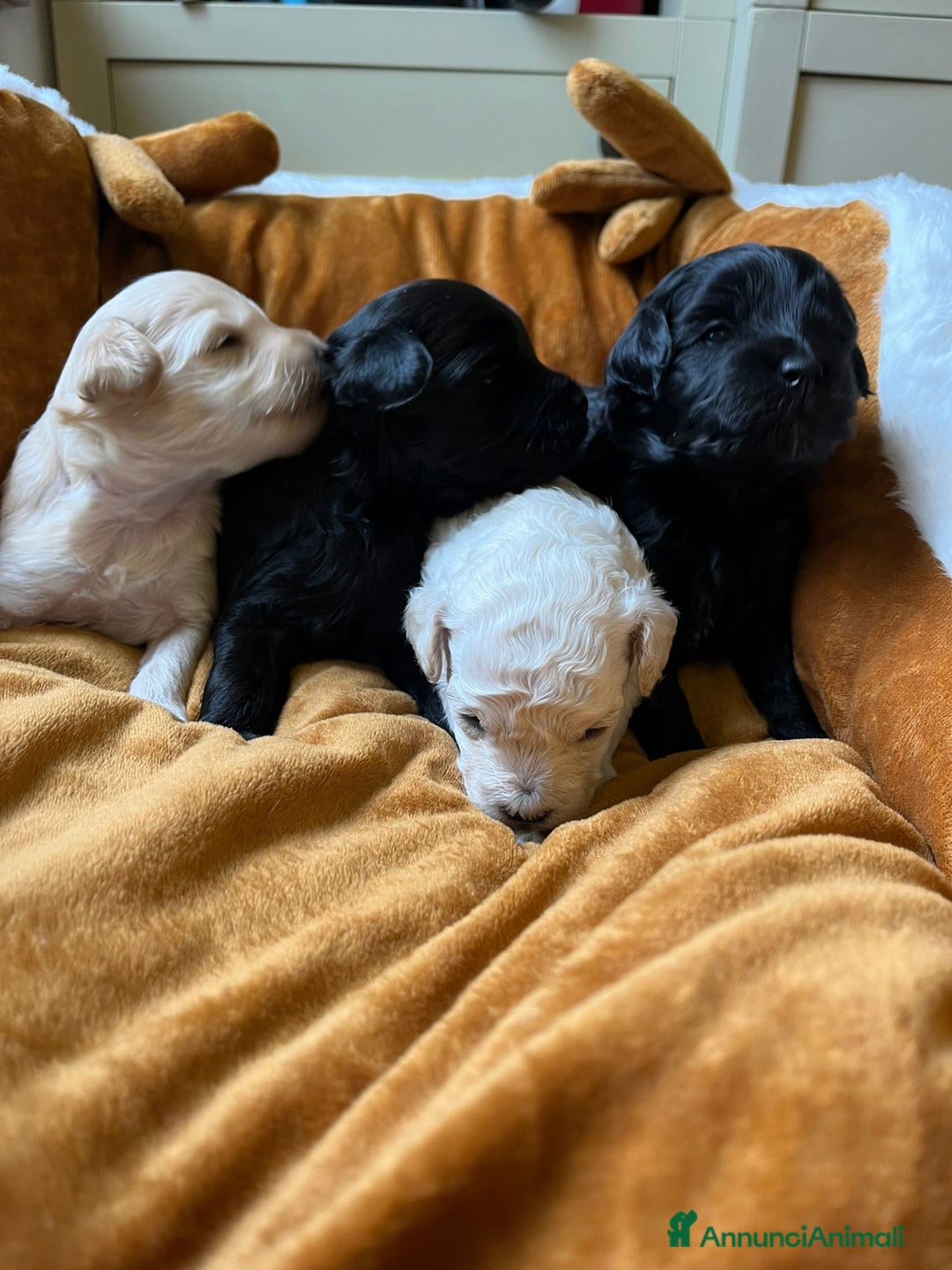 Barboncino cani in vendita: Disponibili Cuccioli di Barboncino Nano Persefone  - Annuncio 3