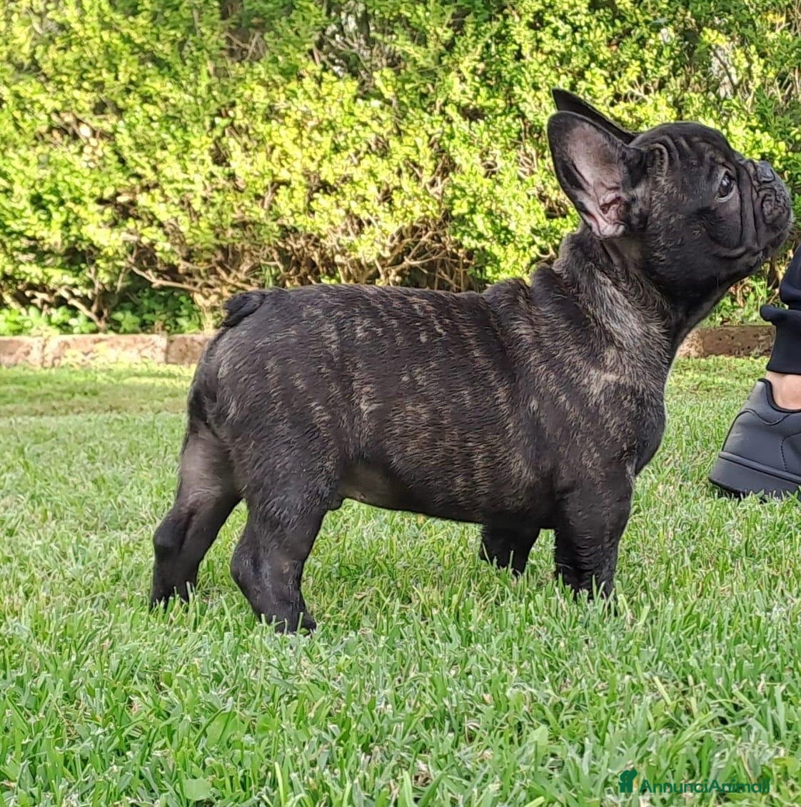 Bulldog Francese cani Buldog francese pedigree  - Annuncio 1