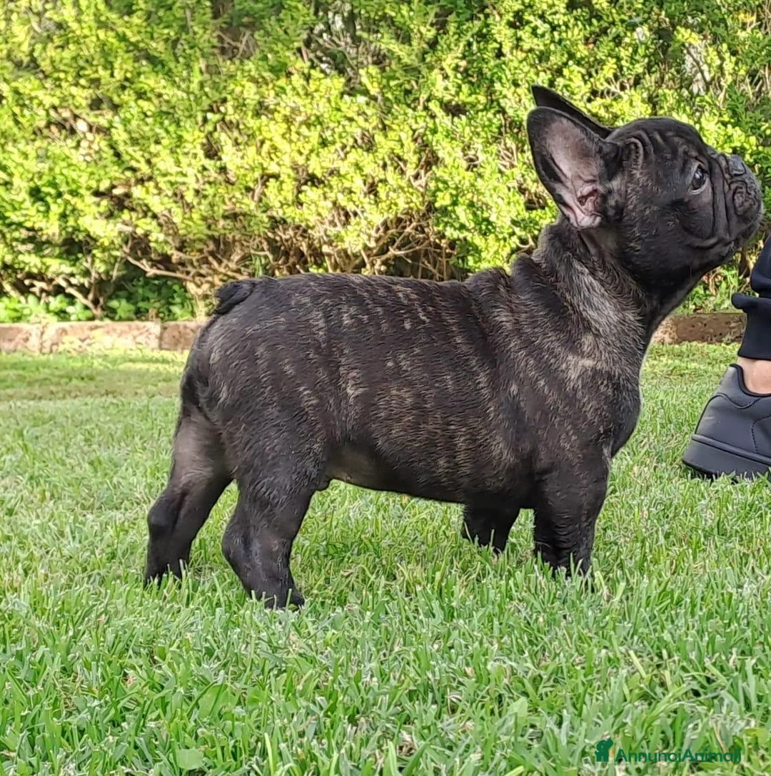 Bulldog Francese cani in vendita: Buldog francese pedigree  - Annuncio 1